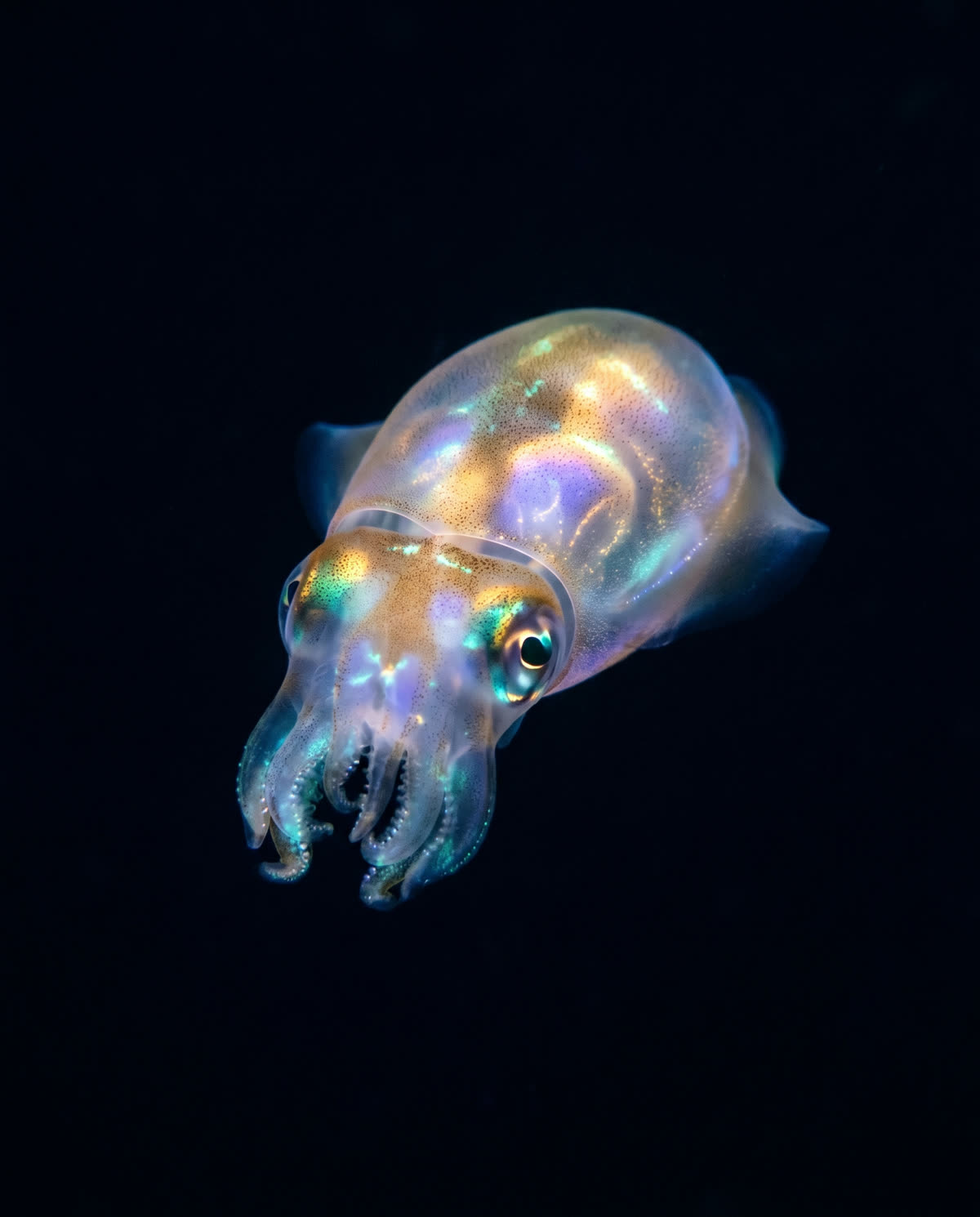 A bioluminescent bobtail squid glowing with the light of its symbiotic bacteria