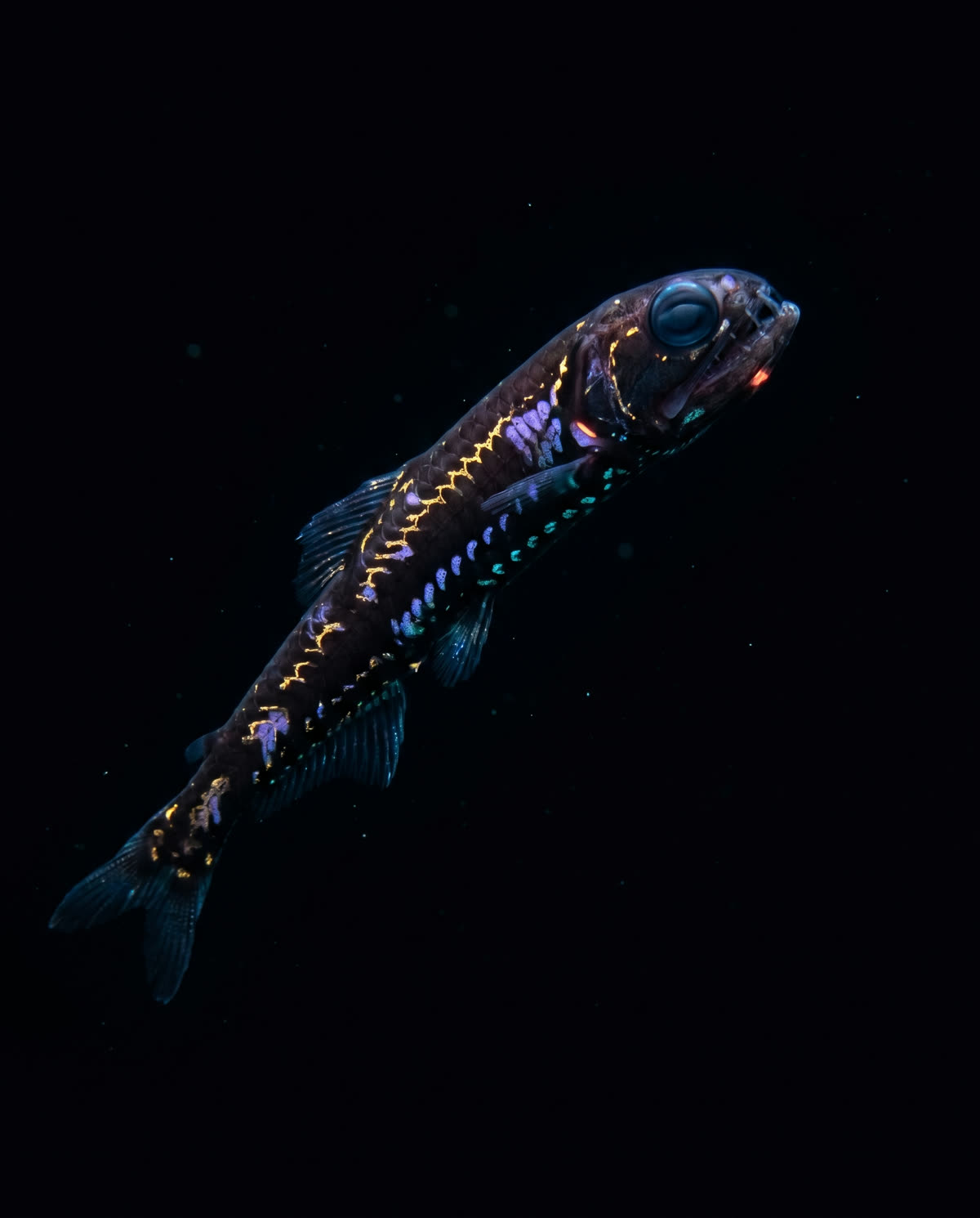 A bioluminescent dragonfish with a soft red photophore only it can see