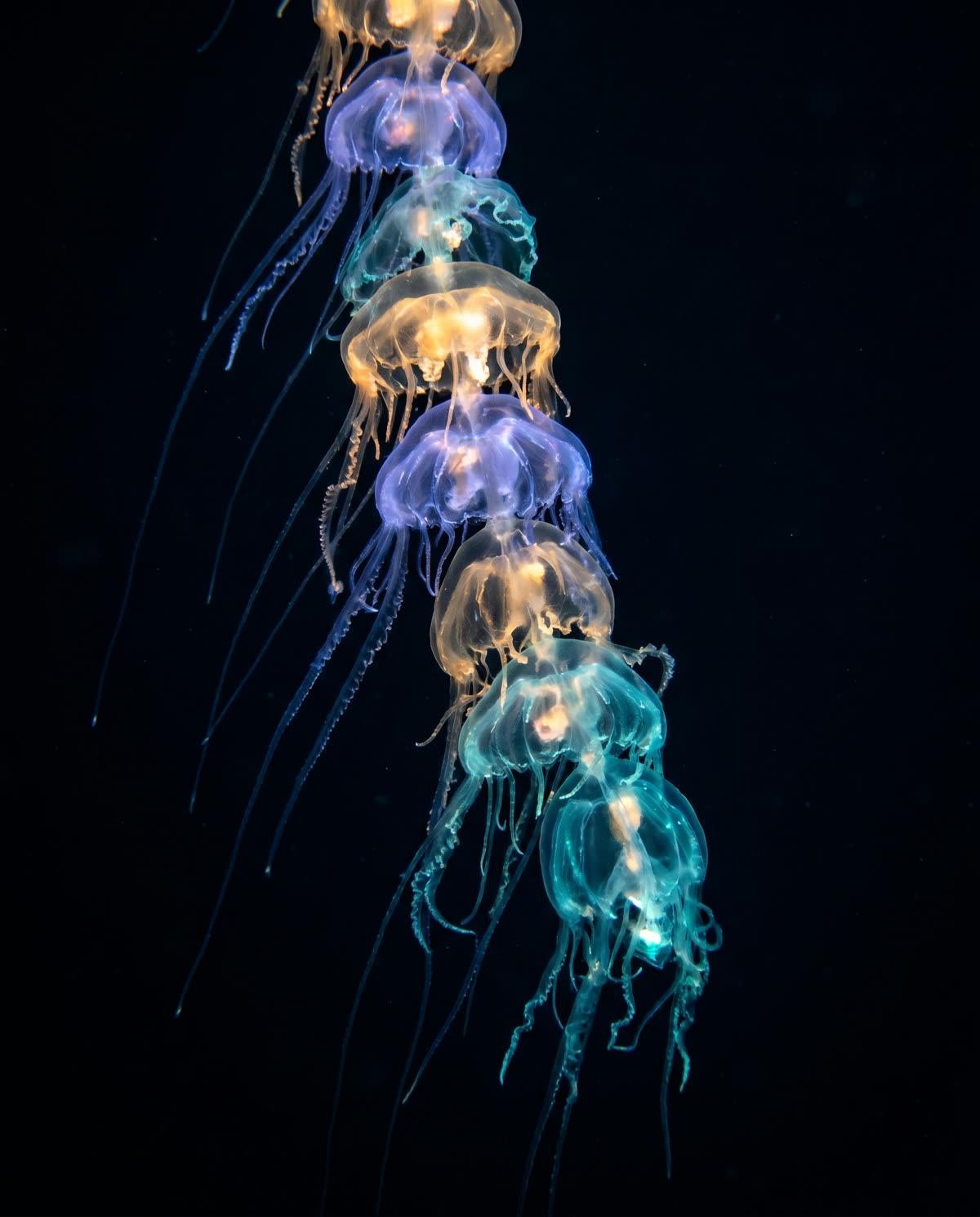 Siphonophore, bioluminescent colony organism